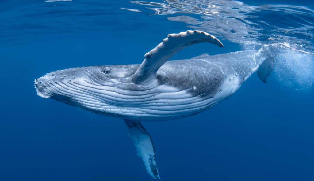 Viene inghiottito da una balena I Lo scioccante episodio è stato ripreso dal ragazzo della vittima