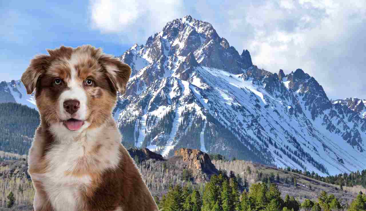 Montagna a forma di cucciolo di cane 